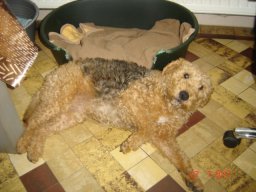 le_nouveau_bobby_20211126_1832132704